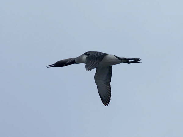 Kuikka, Black-throated Diver, Gavia arctica